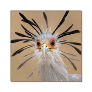 SECRETARY BIRD PRINTED PICTURE