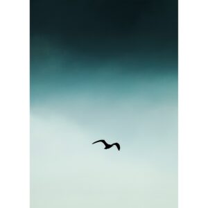 SMALL SEAGUL BLUE PRINTED ART IN BLACK FRAME (#)